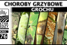 Photo of CHOROBY GRZYBOWE GROCHU. | ODCINEK 176