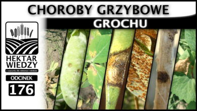 Photo of CHOROBY GRZYBOWE GROCHU. | ODCINEK 176