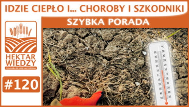 Photo of IDZIE CIEPŁO i… CHOROBY I SZKODNIKI.| SZYBKA PORADA #120