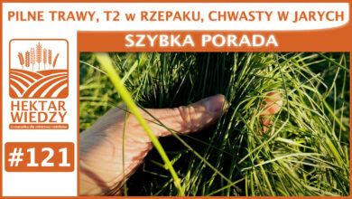 Photo of PILNE TRAWY, T2 w RZEPAKU, CHWASTY W JARYCH – PÓKI NIE PADA!| SZYBKA PORADA #121