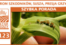 Photo of OGROM SZKODNIKÓW, SUSZA, PRESJA GRZYBA.| SZYBKA PORADA #123
