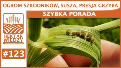 Photo of OGROM SZKODNIKÓW, SUSZA, PRESJA GRZYBA.| SZYBKA PORADA #123