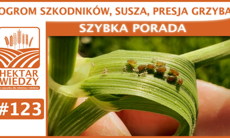 SZYBKA_PORADA_OKLADKA_123