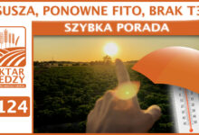 Photo of SUSZA, PONOWNE FITO, BRAK T3.| SZYBKA PORADA #124