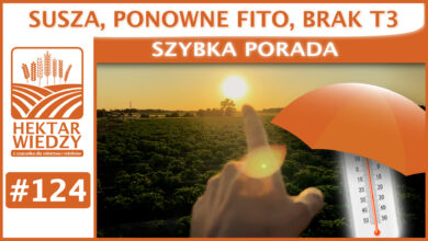 Photo of SUSZA, PONOWNE FITO, BRAK T3.| SZYBKA PORADA #124