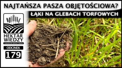 Photo of ŁĄKI NA GLEBACH TORFOWYCH – NAJTAŃSZA PASZA OBJĘTOŚCIOWA? | ODCINEK 179