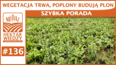 Photo of WEGETACJA TRWA, POPLONY BUDUJĄ PLON. | SZYBKA PORADA #136