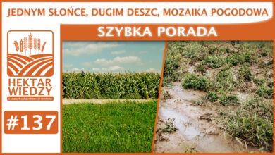 Photo of JEDNYM SŁOŃCE, DRUGIM DESZCZ – MOZAIKA POGODOWA. | SZYBKA PORADA #137