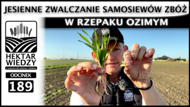 Photo of JESIENNE ZWALCZANIE SAMOSIEWÓW ZBÓŻ W RZEPAKU OZIMYM. | ODCINEK 189