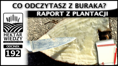 Photo of CO ODCZYTASZ Z BURAKA? RAPORT Z PLANTACJI. | ODCINEK 192