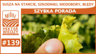 Photo of SUSZA NA STARCIE, SZKODNIKI, NIEDOBORY, BŁĘDY. | SZYBKA PORADA #139