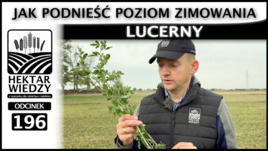 Photo of JAK PODNIEŚĆ POZIOM ZIMOWANIA LUCERNY. | ODCINEK 196