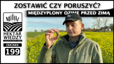 Photo of ZOSTAWIĆ CZY PORUSZYĆ? MIĘDZYPLONY OZIME PRZED ZIMĄ. | ODCINEK 199