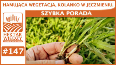 Photo of HAMUJĄCA WEGETACJA, KOLANKO W JĘCZMIENIU. | SZYBKA PORADA #147