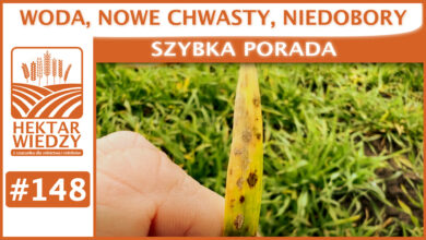 Photo of WODA, NOWE CHWASTY, NIEDOBORY. | SZYBKA PORADA #148
