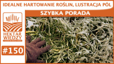 Photo of IDEALNE HARTOWANIE ROŚLIN, LUSTRACJA PÓL. | SZYBKA PORADA #150