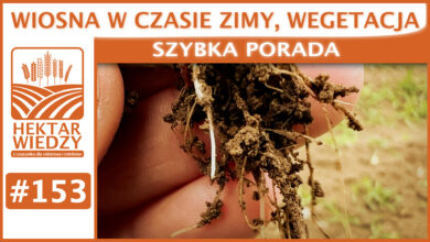 Photo of WIOSNA W CZASIE ZIMY, WEGETACJA. | SZYBKA PORADA #153