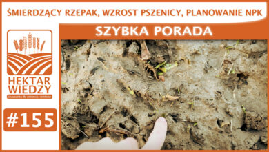 Photo of ŚMIERDZĄCY RZEPAK, WZROST PSZENICY, PLANOWANIE NPK. | SZYBKA PORADA #155
