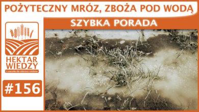 Photo of POŻYTECZNY MRÓZ, ZBOŻA POD WODĄ. | SZYBKA PORADA #156