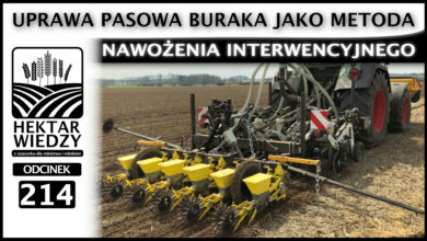 Photo of UPRAWA PASOWA BURAKA JAKO METODA NAWOŻENIA INTERWENCYJNEGO W BURAKACH. | ODCINEK 214
