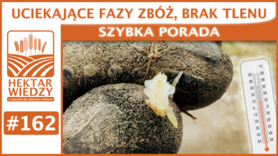 Photo of UCIEKAJĄCE FAZY ZBÓŻ, BRAK TLENU. | SZYBKA PORADA #162