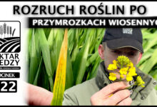 Photo of ROZRUCH ROŚLIN PO PRZYMROZKACH WIOSENNYCH. | ODCINEK 222