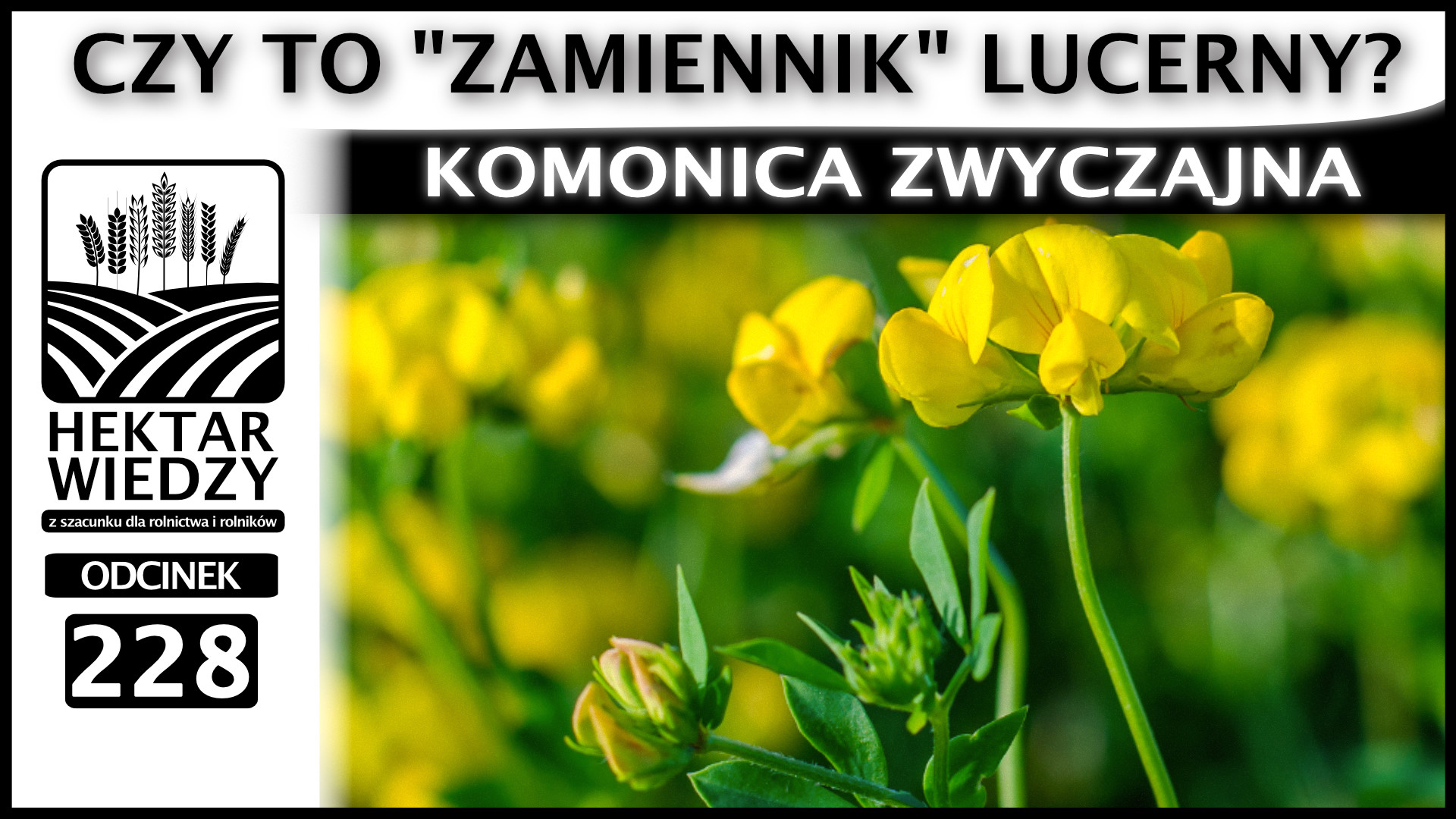 komonica-zwyczajna-czy-to-zamiennik-lucerny-odcinek-228