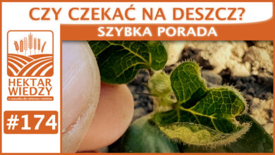 Photo of CZY CZEKAĆ NA DESZCZ? | SZYBKA PORADA #174