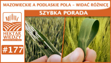 Photo of MAZOWIECKIE A PODLASKIE POLA – WIDAĆ RÓŻNICE. | SZYBKA PORADA #177