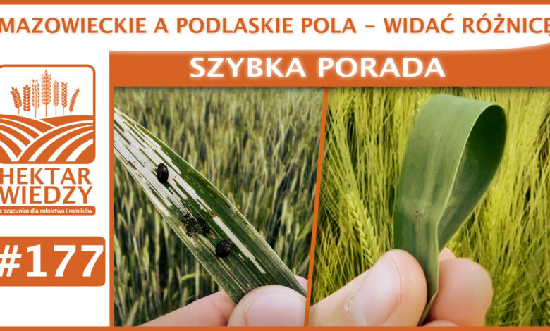 SZYBKA_PORADA_OKLADKA_177