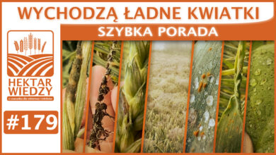 Photo of WYCHODZĄ ŁADNE KWIATKI. | SZYBKA PORADA #179
