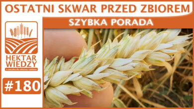 Photo of OSTATNI SKWAR PRZED ZBIOREM. | SZYBKA PORADA #180