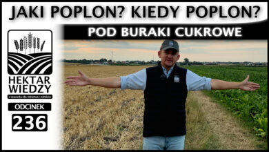 Photo of POD BURAKI CUKROWE – JAKI POPLON, KIEDY POPLON? | ODCINEK 236