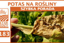 Photo of POTAS NA ROŚLINY. | SZYBKA PORADA #183