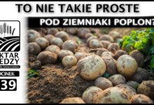 Photo of POD ZIEMNIAKI POPLON? TO NIE TAKIE PROSTE. | ODCINEK 239