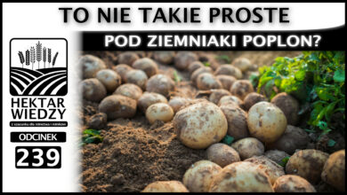 Photo of POD ZIEMNIAKI POPLON? TO NIE TAKIE PROSTE. | ODCINEK 239