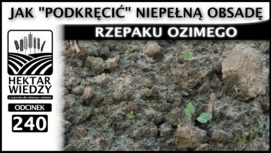 Photo of RATOWANIE NIEPEŁNEJ PLANTACJI – JAK „PODKRĘCIĆ” NIEPEŁNĄ OBSADĘ RZEPAKU OZIMEGO. | ODCINEK 240