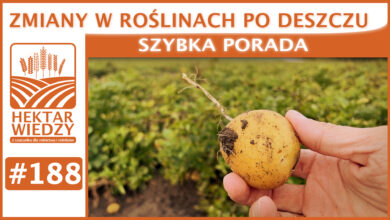 Photo of ZMIANY W ROŚLINACH PO DESZCZU | SZYBKA PORADA #188