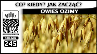 Photo of OWIES OZIMY. CO? KIEDY? JAK ZACZĄĆ? | ODCINEK 245