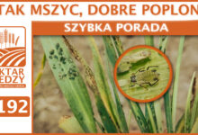 Photo of ATAK MSZYC, DOBRE POPLONY. | SZYBKA PORADA #192