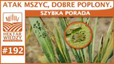 Photo of ATAK MSZYC, DOBRE POPLONY. | SZYBKA PORADA #192