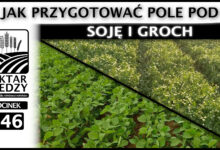 Photo of JAK PRZYGOTOWAĆ POLE POD SOJĘ I GROCH? | ODCINEK 246