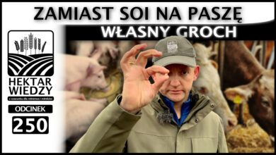 Photo of WŁASNY GROCH ZAMIAST SOI – NA PASZĘ. PORÓWNANIE. | ODCINEK 250