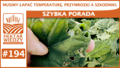 Photo of MUSIMY ŁAPAĆ TEMPERATURĘ. PRZYMROZKI A SZKODNIKI. | SZYBKA PORADA #194