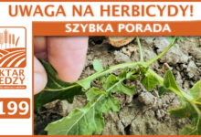 Photo of UWAGA NA HERBICYDY! | SZYBKA PORADA #199