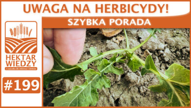 Photo of UWAGA NA HERBICYDY! | SZYBKA PORADA #199