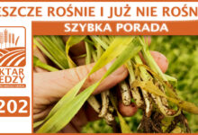 Photo of JESZCZE ROŚNIE I JUŻ NIE ROŚNIE. | SZYBKA PORADA #202