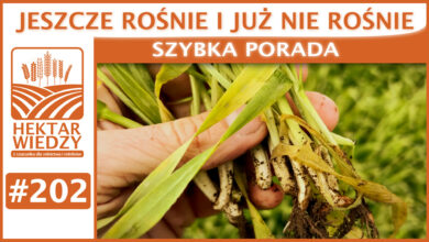 Photo of JESZCZE ROŚNIE I JUŻ NIE ROŚNIE. | SZYBKA PORADA #202