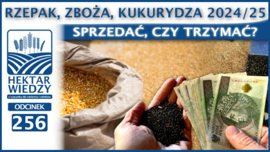 Photo of RZEPAK, ZBOŻA, KUKURYDZA 2024/25 – SPRZEDAWAĆ, CZY TRZYMAĆ? | ODCINEK 256