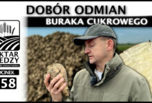 Photo of DOBÓR ODMIAN BURAKA CUKROWEGO. | ODCINEK 258